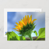 Sunflower ポストカード (正面/裏面)