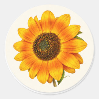 Sunflower Bloom Small Round Garden Flower Sticker ラウンドシール