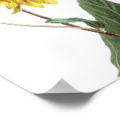 Sunflower Botanical Illustration Floral ポスター (角)