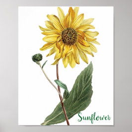 Sunflower Botanical Illustration Floral ポスター