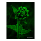 "Sunflower Bud"  ポスター (正面)