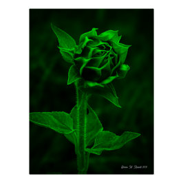 "Sunflower Bud"  ポスター