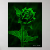 "Sunflower Bud"  ポスター (正面)