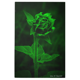 "Sunflower Bud"  メタルプリント