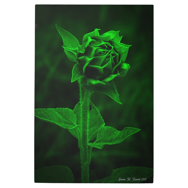 "Sunflower Bud"  メタルプリント (正面)