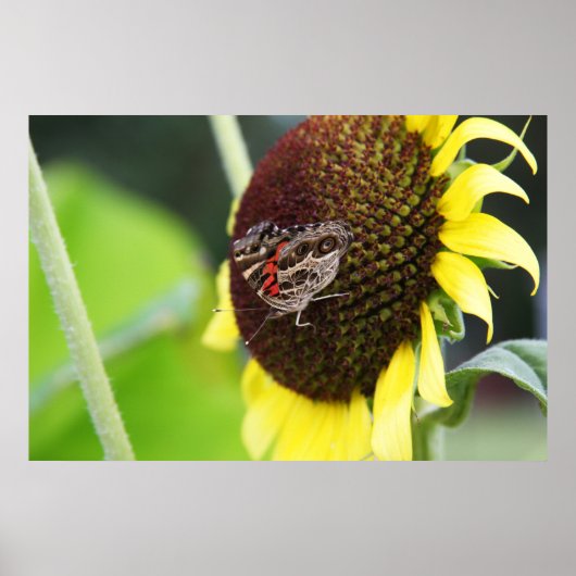 Sunflower Butterfly ポスター (正面)