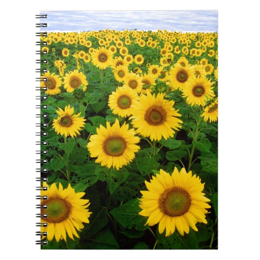 SuNFLoWER fiELD ノートブック (正面)