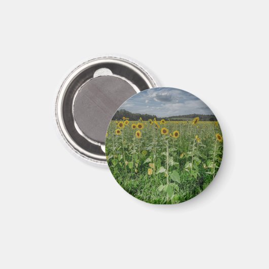 "Sunflower Field" Magnet マグネット (正面/裏面)