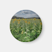 "Sunflower Field" Magnet マグネット (正面)