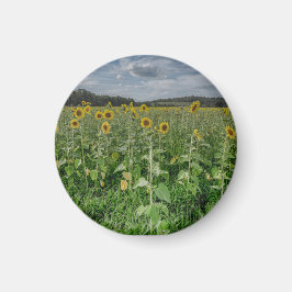"Sunflower Field" Magnet マグネット
