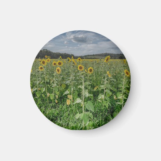 "Sunflower Field" Magnet マグネット (正面)