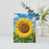 SUNFLOWER FIELD POSTCARD ポストカード (スタンド正面)
