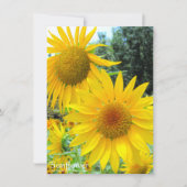 Sunflower:Flat Greeting Card カード (正面)
