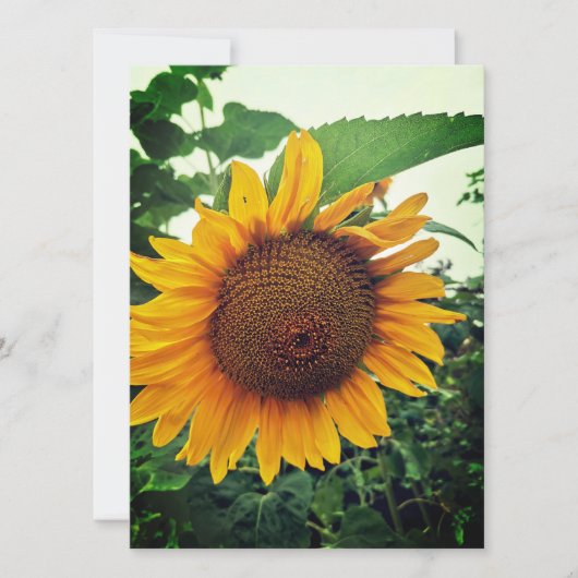 Sunflower in the Garden 空白の Greeting Card (正面)