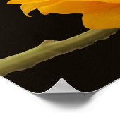 Sunflower on Blackポスター ポスター (角)