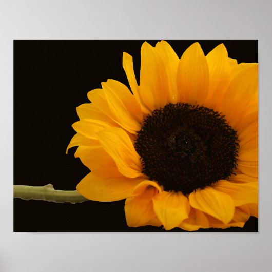 Sunflower on Blackポスター ポスター (正面)