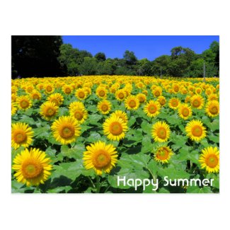 Sunflower ：Postcard ポストカード
