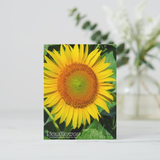 Sunflower ：Postcard ポストカード (スタンド正面)