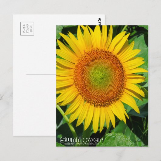 Sunflower ：Postcard ポストカード (正面/裏面)