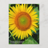 Sunflower ：Postcard ポストカード (正面)