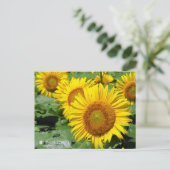 Sunflower :Postcard ポストカード (スタンド正面)