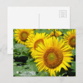 Sunflower :Postcard ポストカード (正面/裏面)