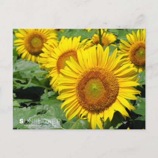 Sunflower :Postcard ポストカード (正面)