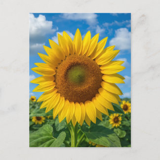 SUNFLOWER POSTCARD ポストカード