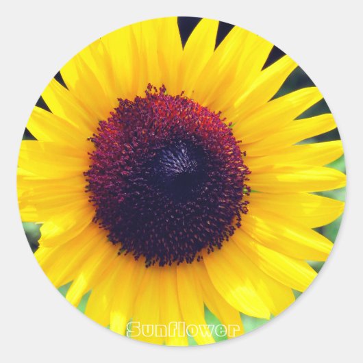 Sunflower：Round Seal ラウンドシール (正面)