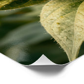 Sunflower Sneezing into a Tissue ポスター (コーナー)