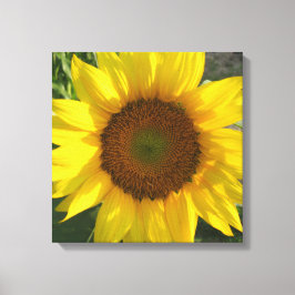 Sunflower Stretched Canvas Print キャンバスプリント