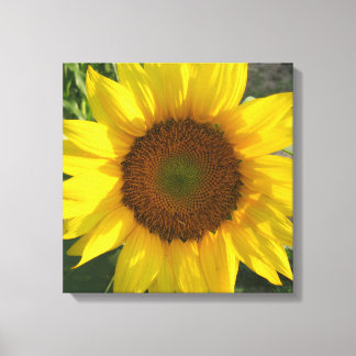 Sunflower Stretched Canvas Print キャンバスプリント