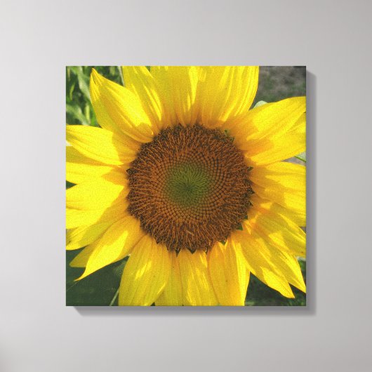 Sunflower Stretched Canvas Print キャンバスプリント (正面)