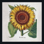 Sunflower Vintage Damask Flower Pattern Art ポスター<br><div class="desc">Sunflowers! This vintage inspired floral damask showcases an antique Sunflower,  with a variety of damask wallpaper patterns in the background. Stunning for a modern touch of floral decor.</div>