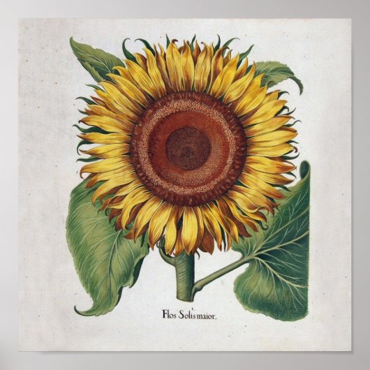 Sunflower Vintage Damask Flower Pattern Art ポスター (正面)