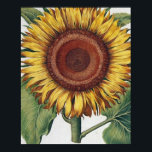 Sunflower Vintage Damask Flower Pattern Art ポスター<br><div class="desc">Sunflowers! This vintage inspired floral damask showcases an antique Sunflower,  with a variety of damask wallpaper patterns in the background. Stunning for a modern touch of floral decor.</div>