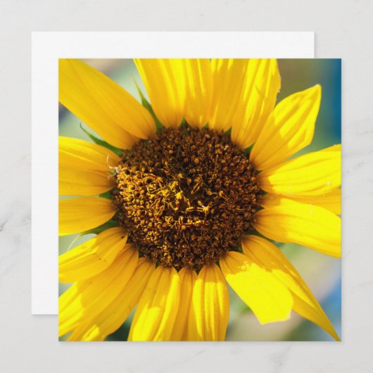 Sunflowers  (正面/裏面)