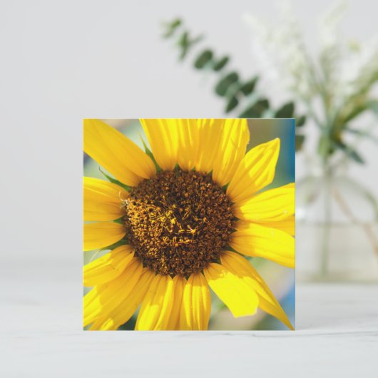 Sunflowers  (スタンド正面)