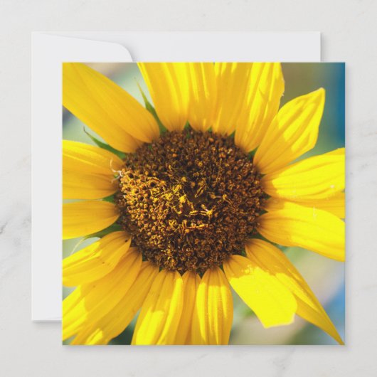 Sunflowers  (正面)