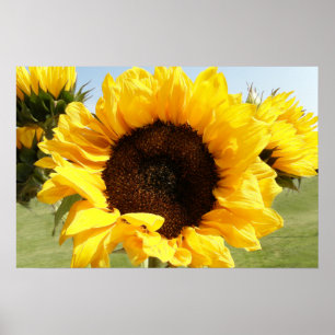 Sunflowers ポスター