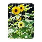 Sunflowers マグネット (縦)