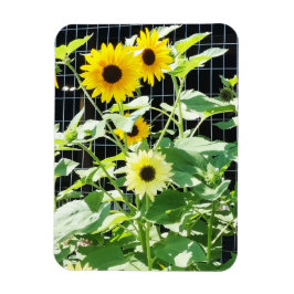 Sunflowers マグネット