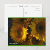 Sunflowers at Dusk | ブルービーチソング™はがき ポストカード (正面/裏面)
