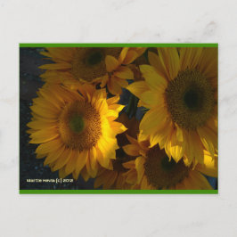 Sunflowers at Dusk | ブルービーチソング™はがき ポストカード