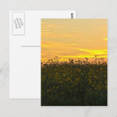 Sunflowers at Dusk ポストカード (正面/裏面)