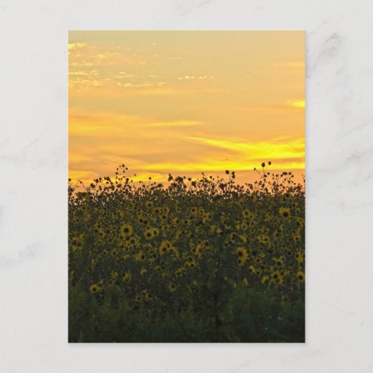 Sunflowers at Dusk ポストカード (正面)