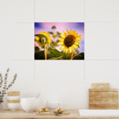 Sunflowers at RHS Wisley, UK ポスター (キッチン)