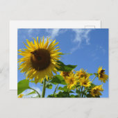 Sunflowers & Butterflies ポストカード (正面/裏面)