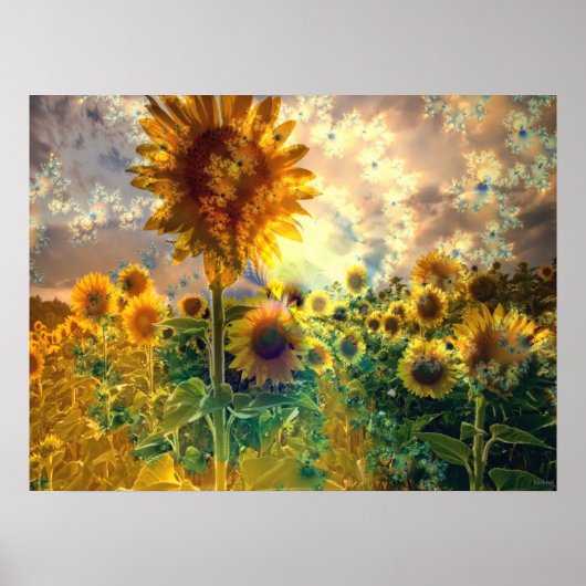 Sunflowers in a Field – ポスター (正面)