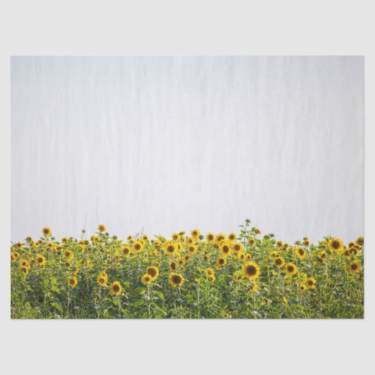 Sunflowers in a Field 薄葉紙 (正面)